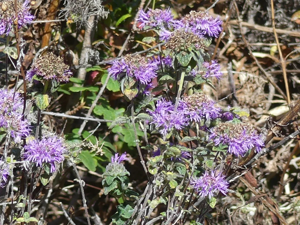 Monardella Villosa