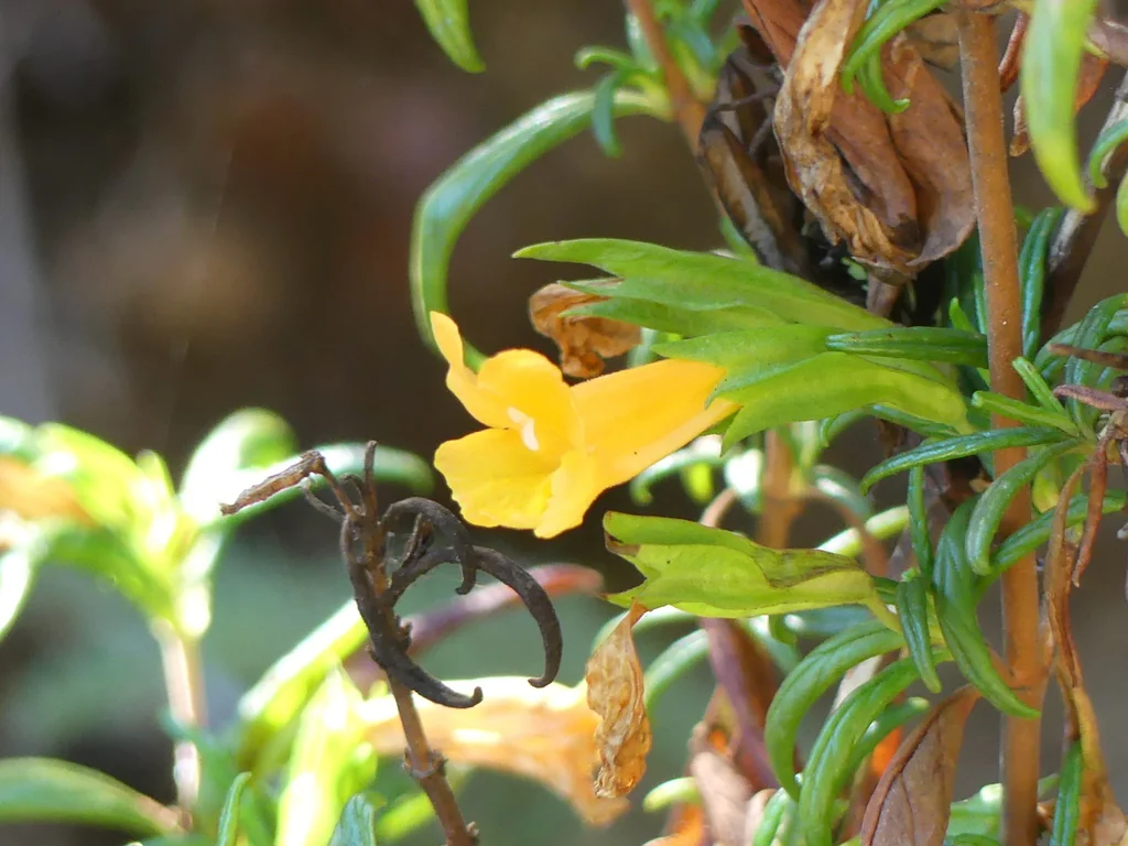 Mimulus Aurantiacus