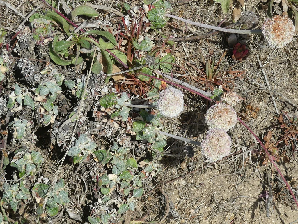 Eriogonum latifolium