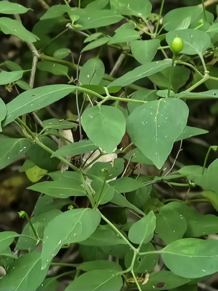 Capsicum annuum