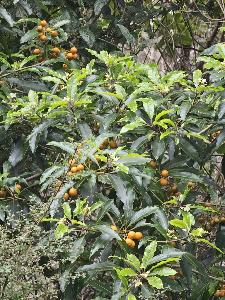 Pittosporum Undulatum