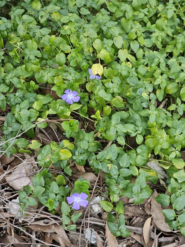 Vinca major