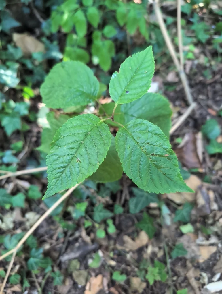Prunus Avium