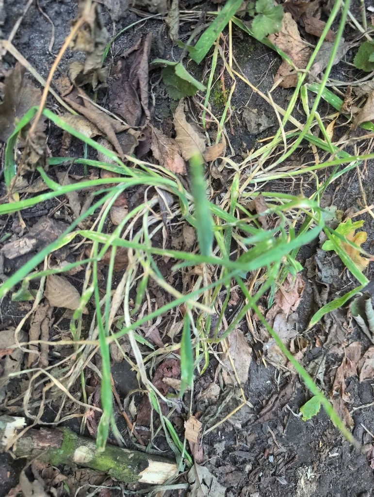 Poa Annua