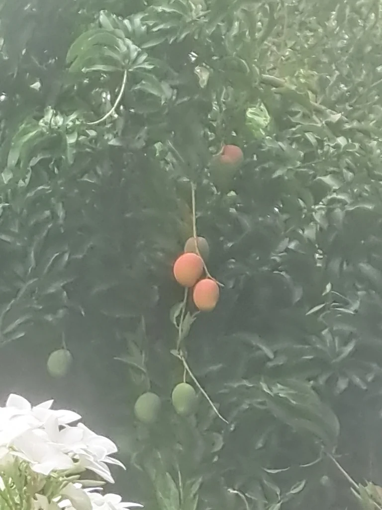 Mangifera indica