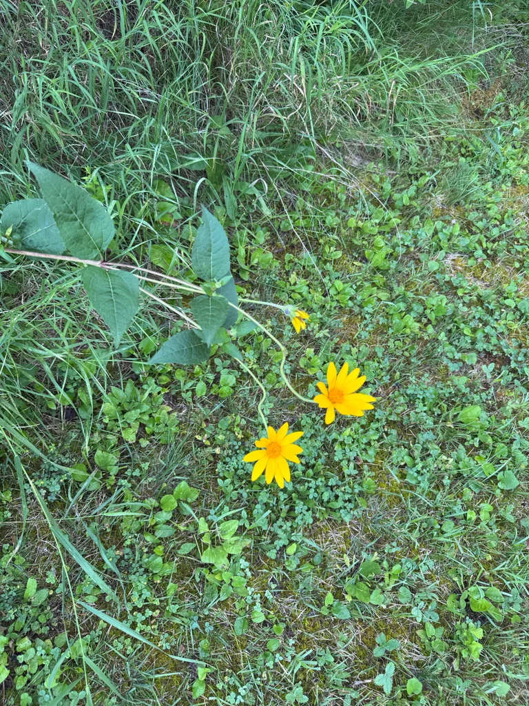 Heliopsis helianthoides