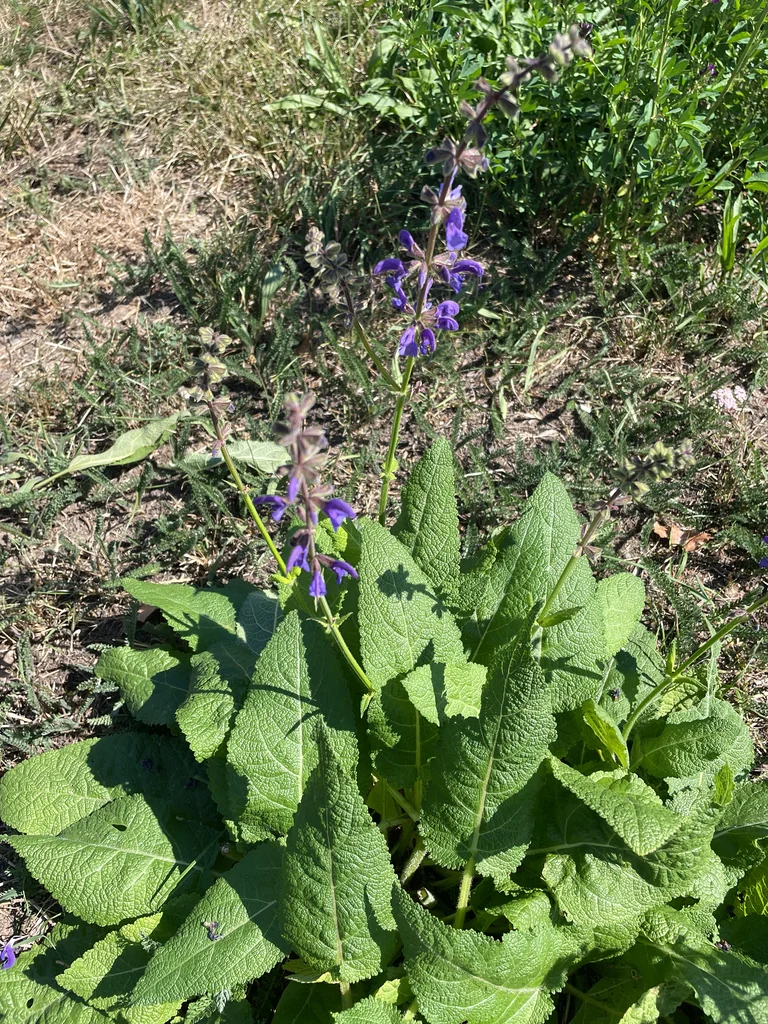 Salvia Pratensis