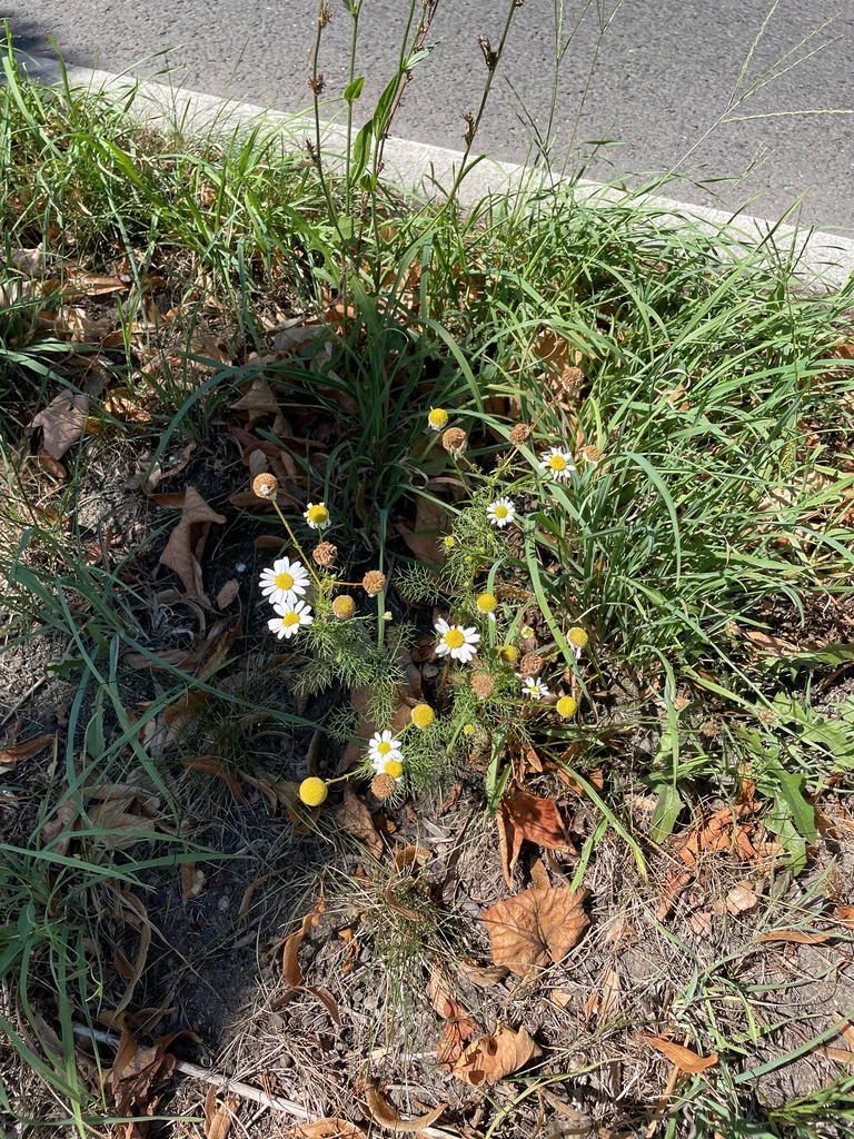 Matricaria Recutita