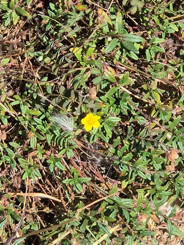 Helianthemum Nummularium