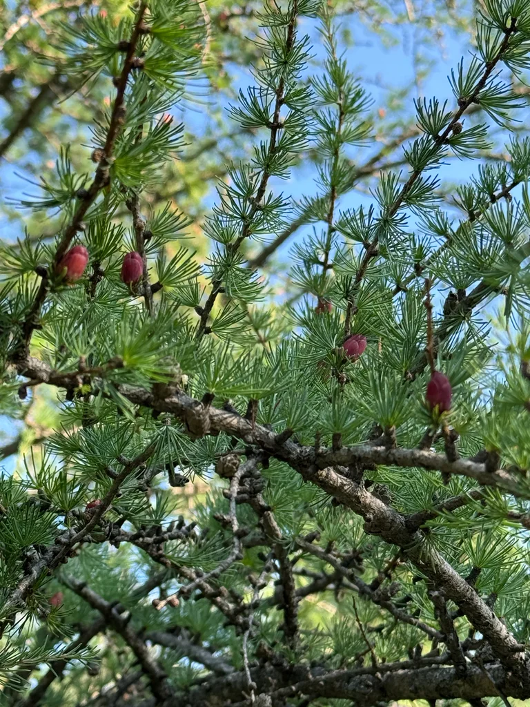 Larix Laricina