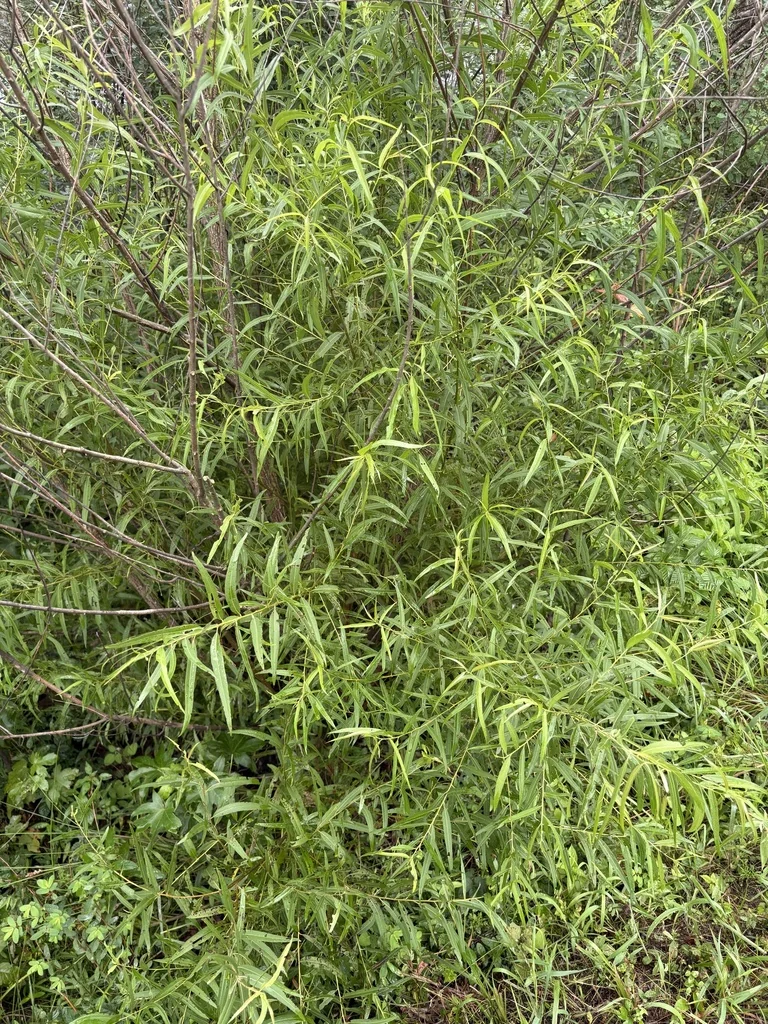 Salix Nigra