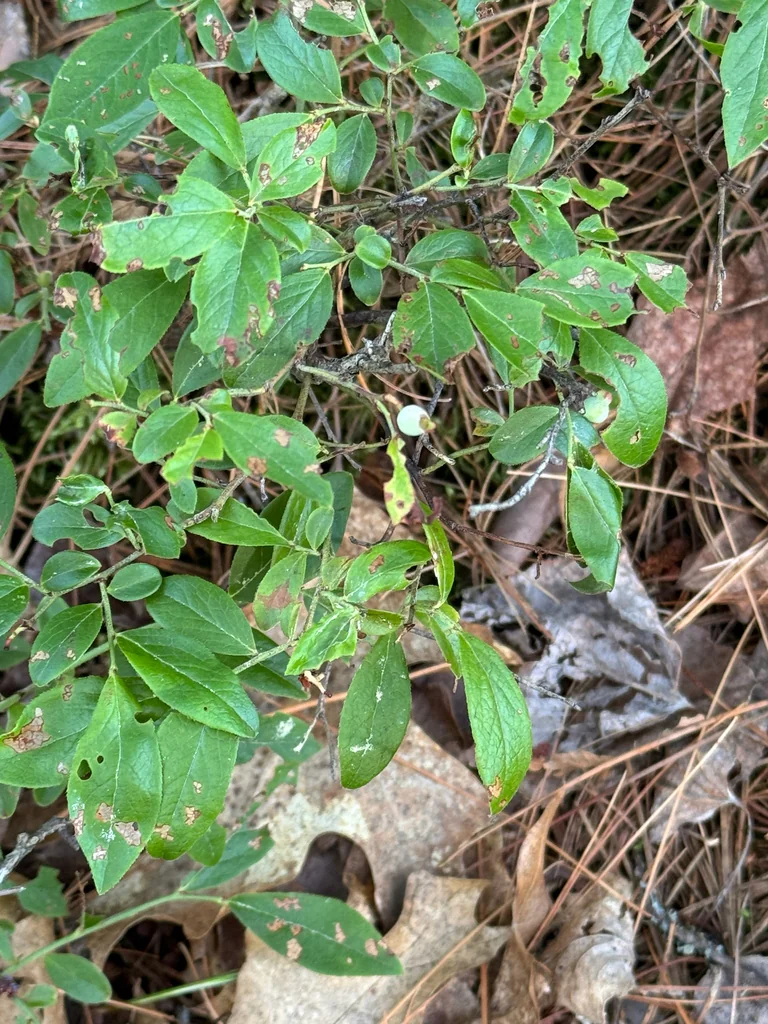 Vaccinium Angustifolium