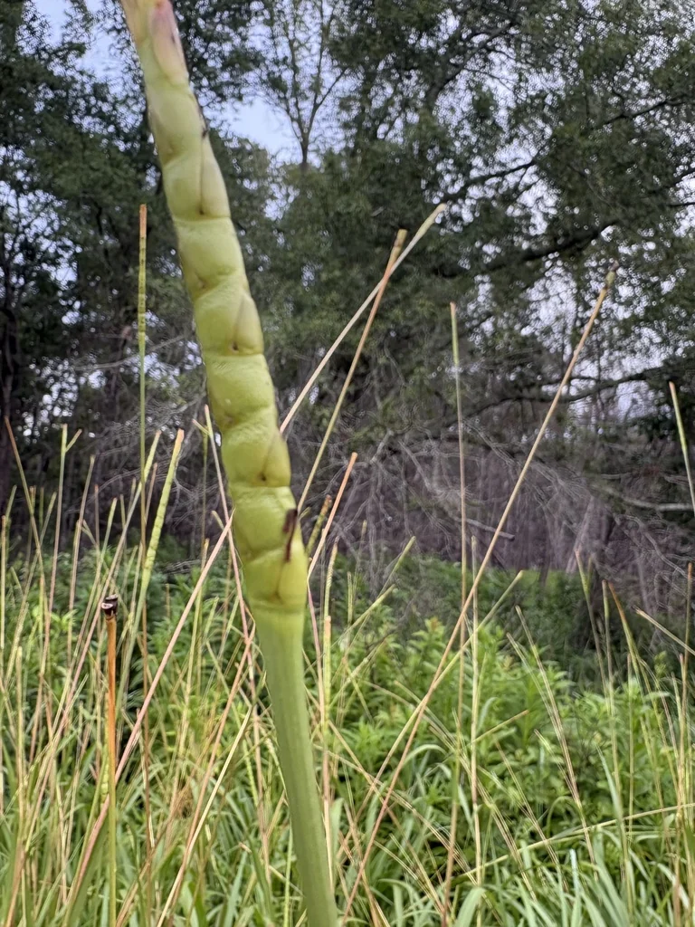 Tripsacum Dactyloides