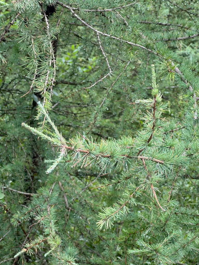 Larix Laricina