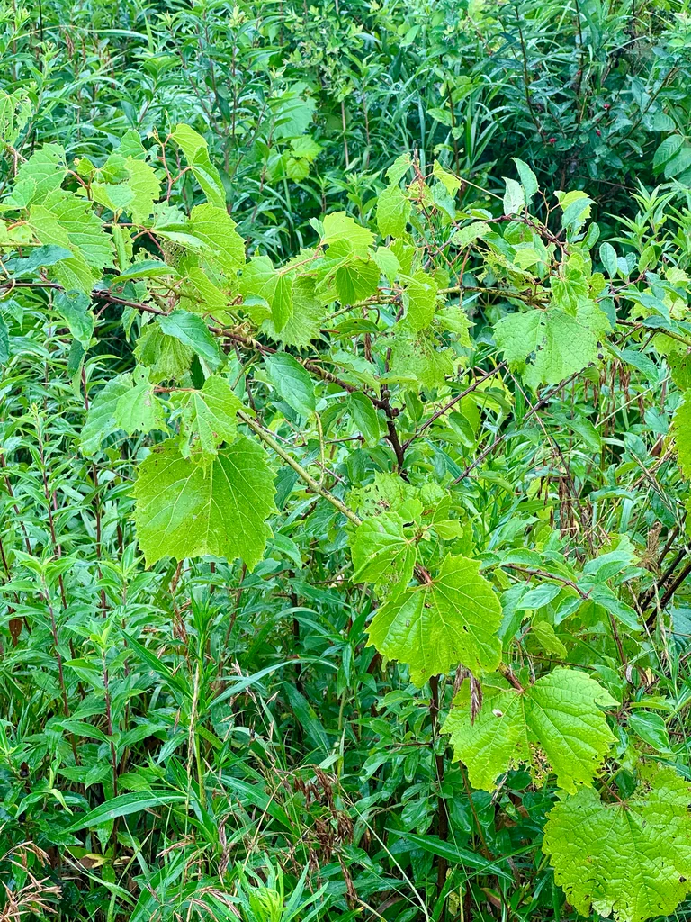 Vitis Riparia