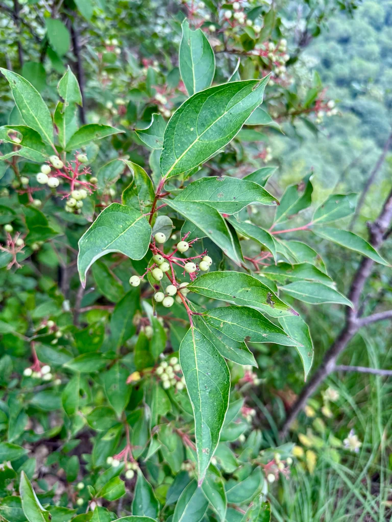 Cornus Racemosa