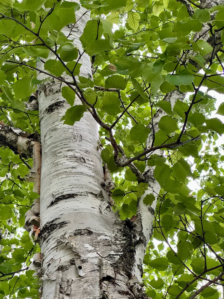 Betula Papyrifera