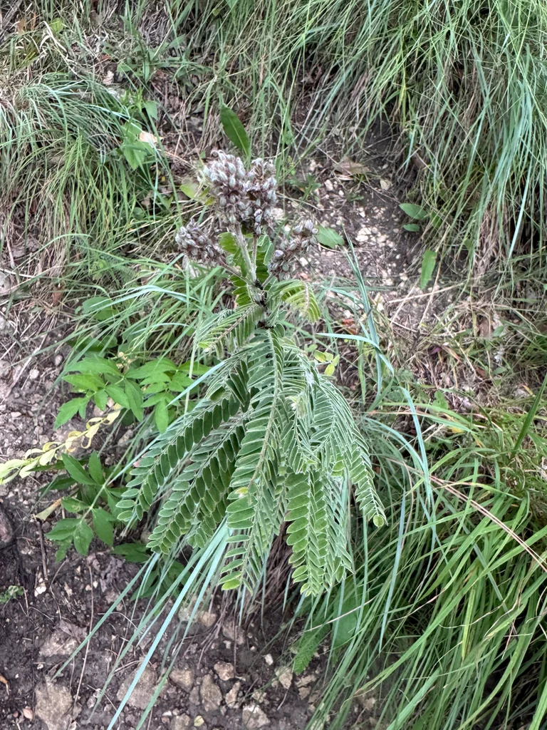 Amorpha Canescens
