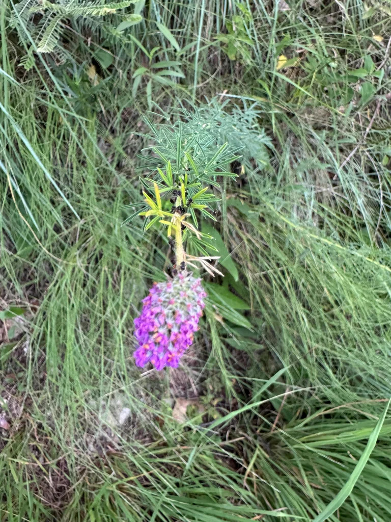 Dalea Purpurea
