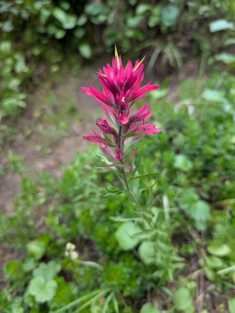 Castilleja Parviflora
