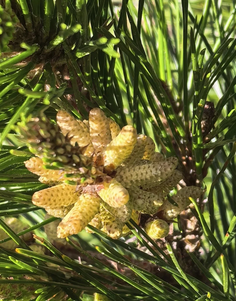 Pinus Radiata