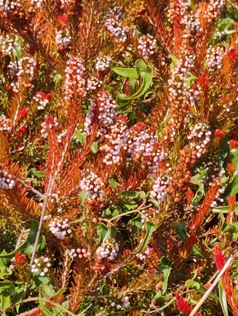 Erica Vagans