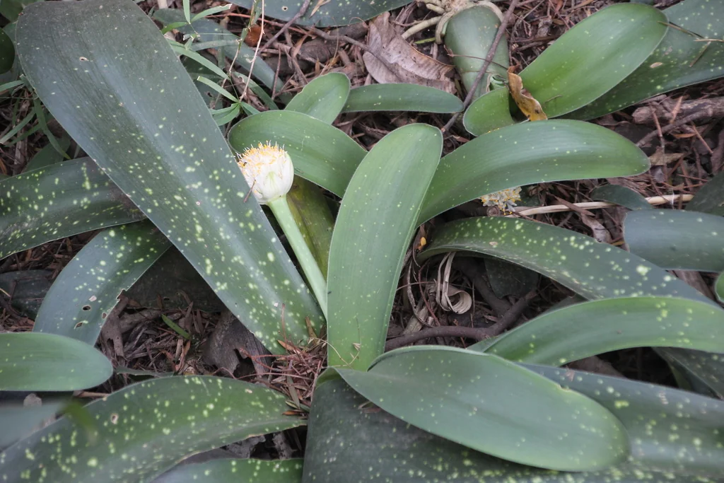 Haemanthus Albiflos