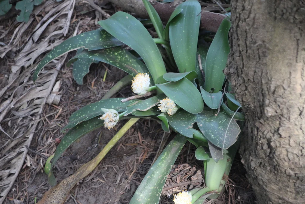 Haemanthus Albiflos