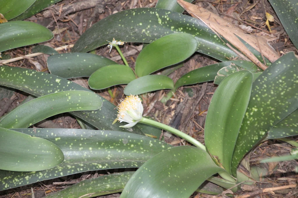Haemanthus Albiflos