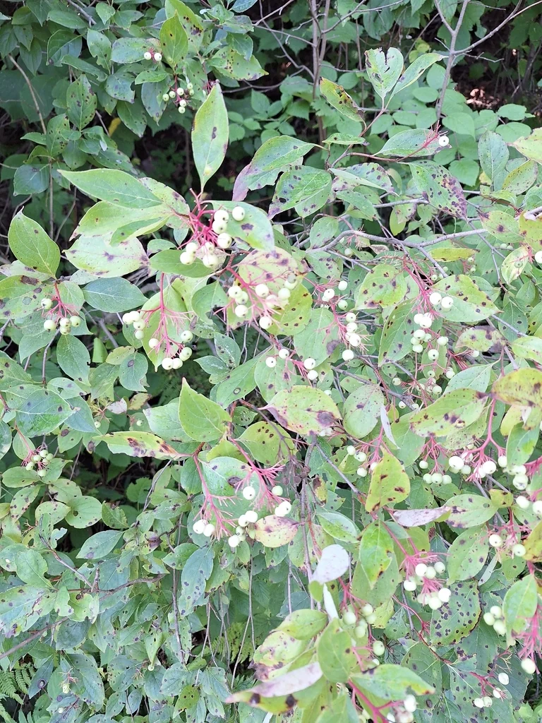 Cornus Racemosa