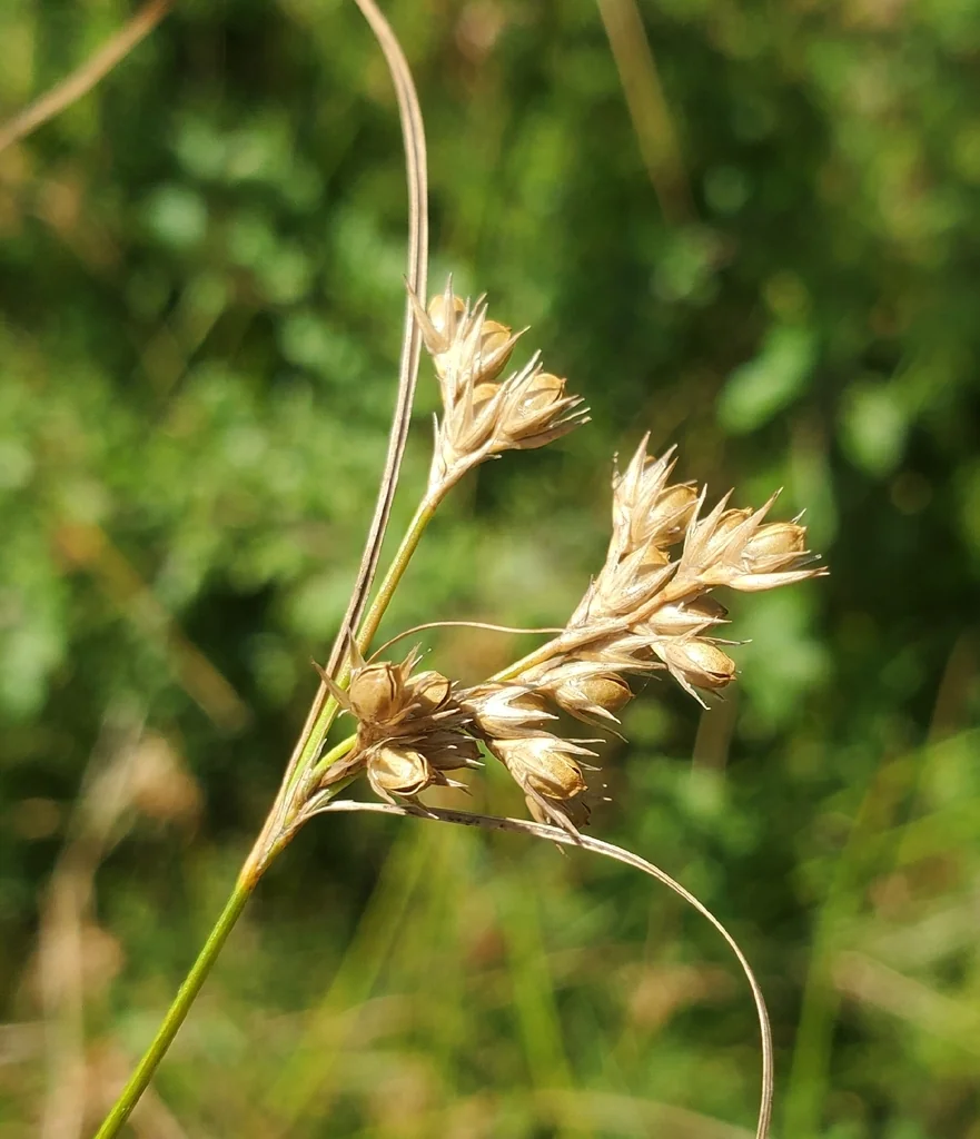 Juncus Tenuis