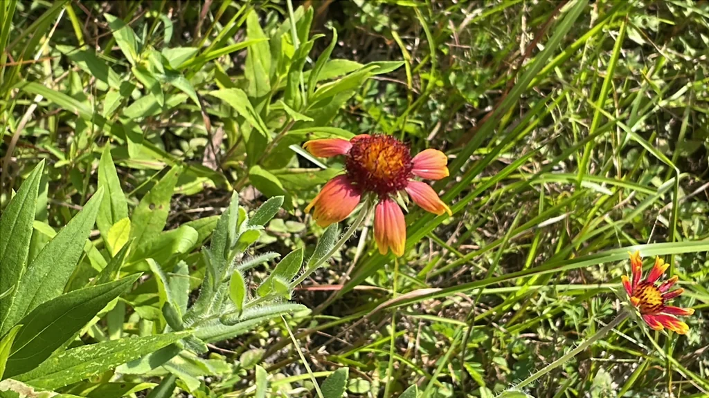 Gaillardia Pulchella