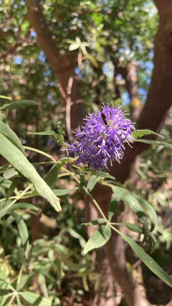 Vitex Agnus-Castus