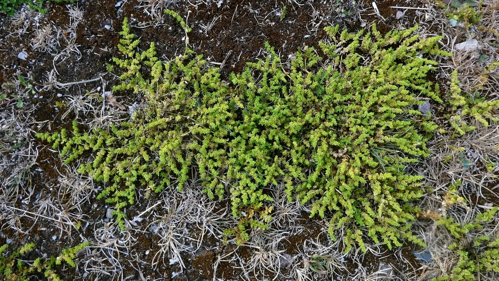 Herniaria Glabra