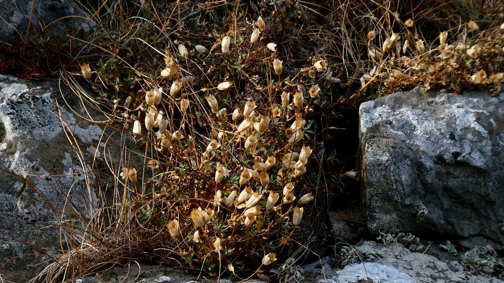Silene Uniflora