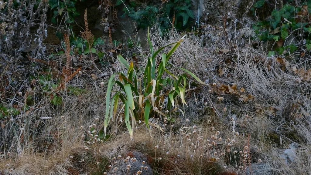 Iris Foetidissima