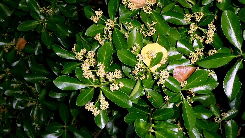 Euonymus Japonicus