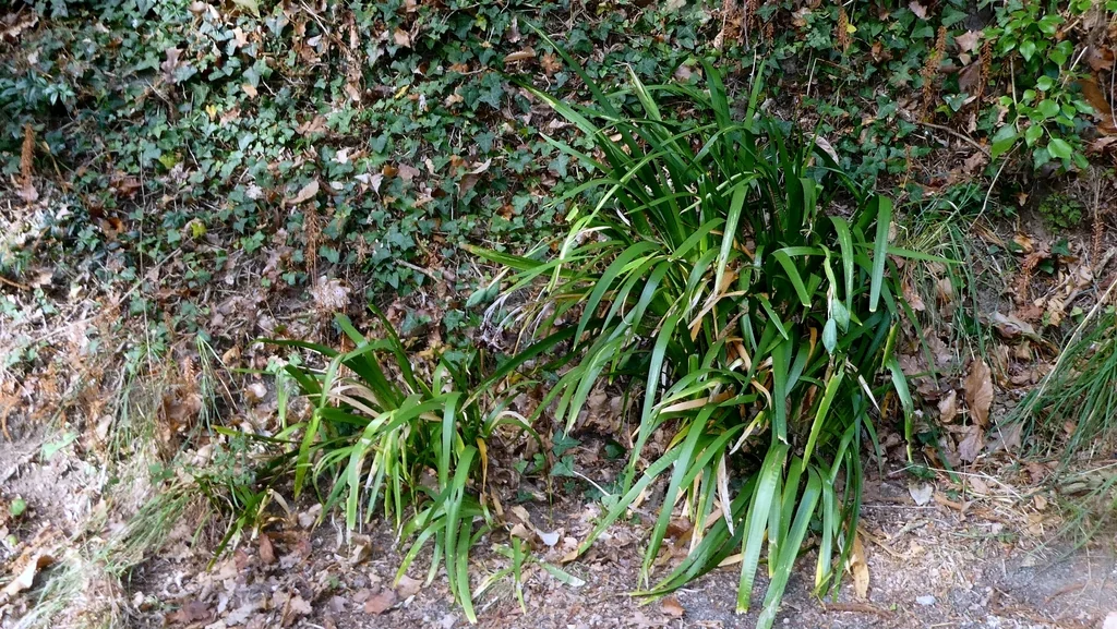Iris Foetidissima