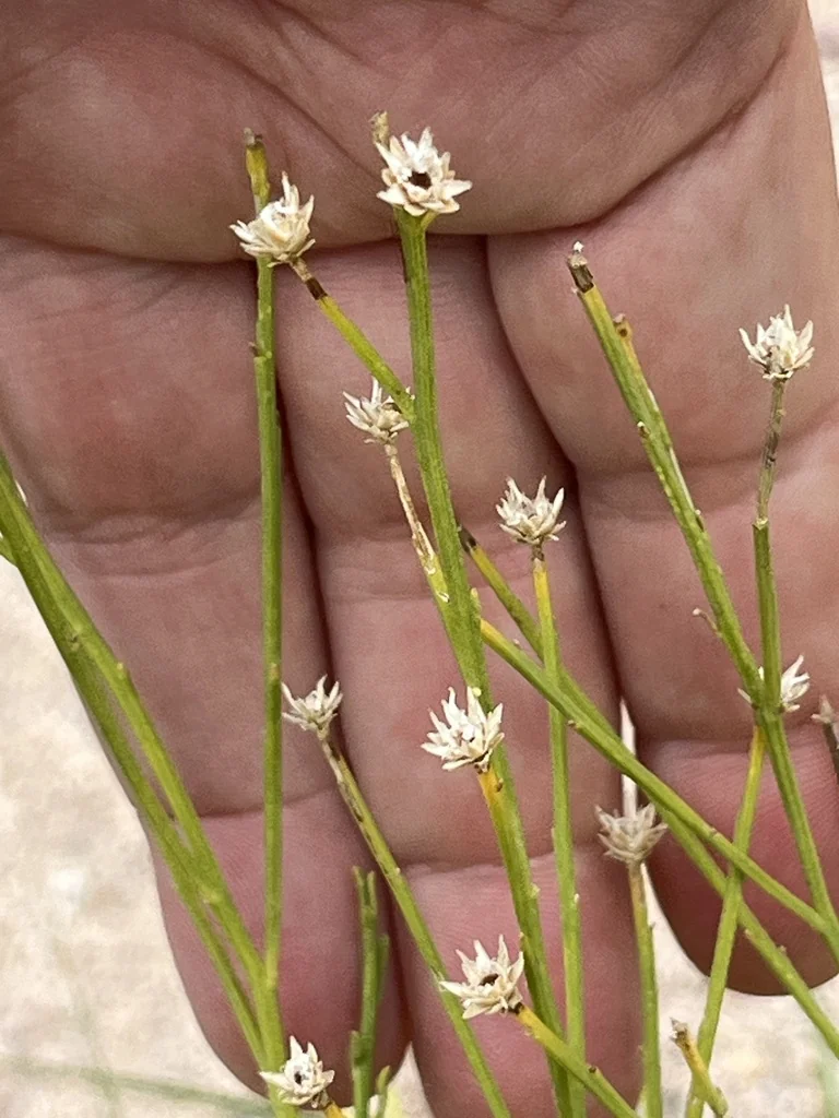 Baccharis Sarothroides