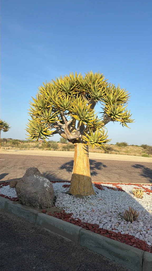 Aloe Dichotoma