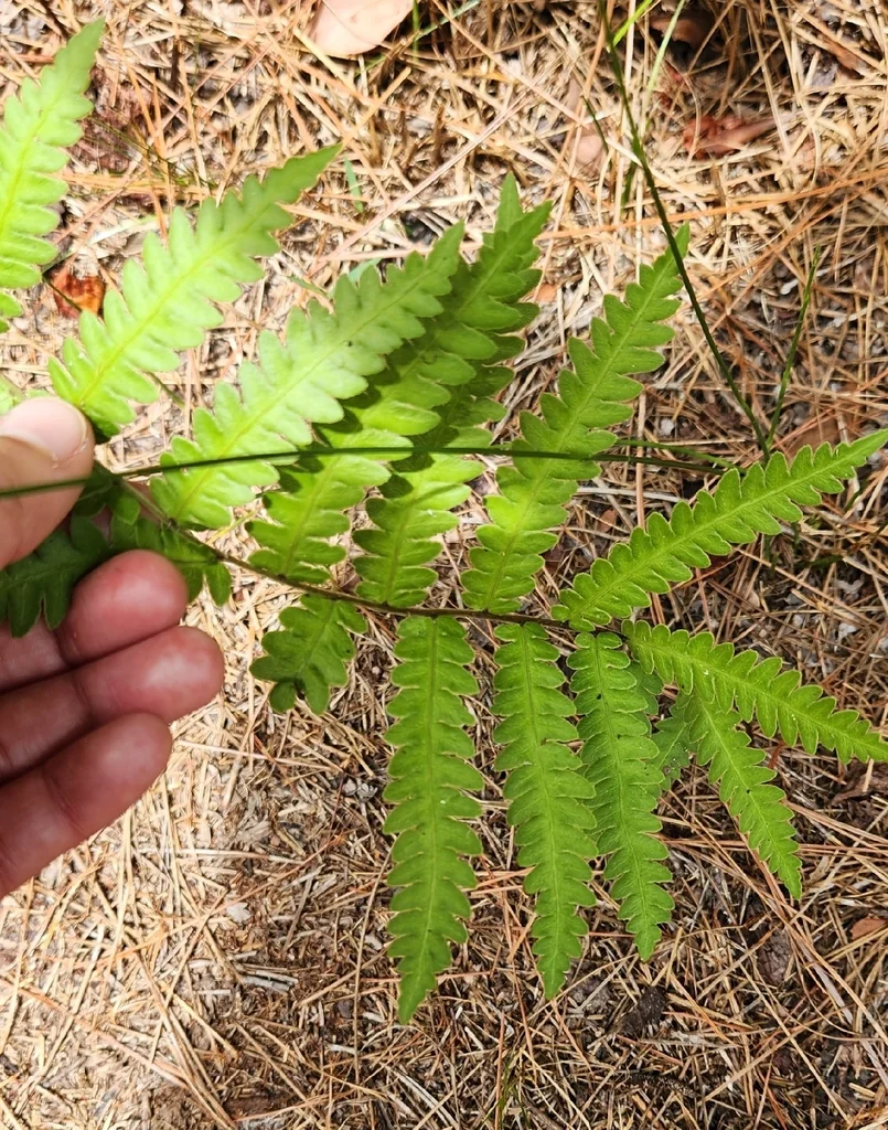 Woodwardia Virginica
