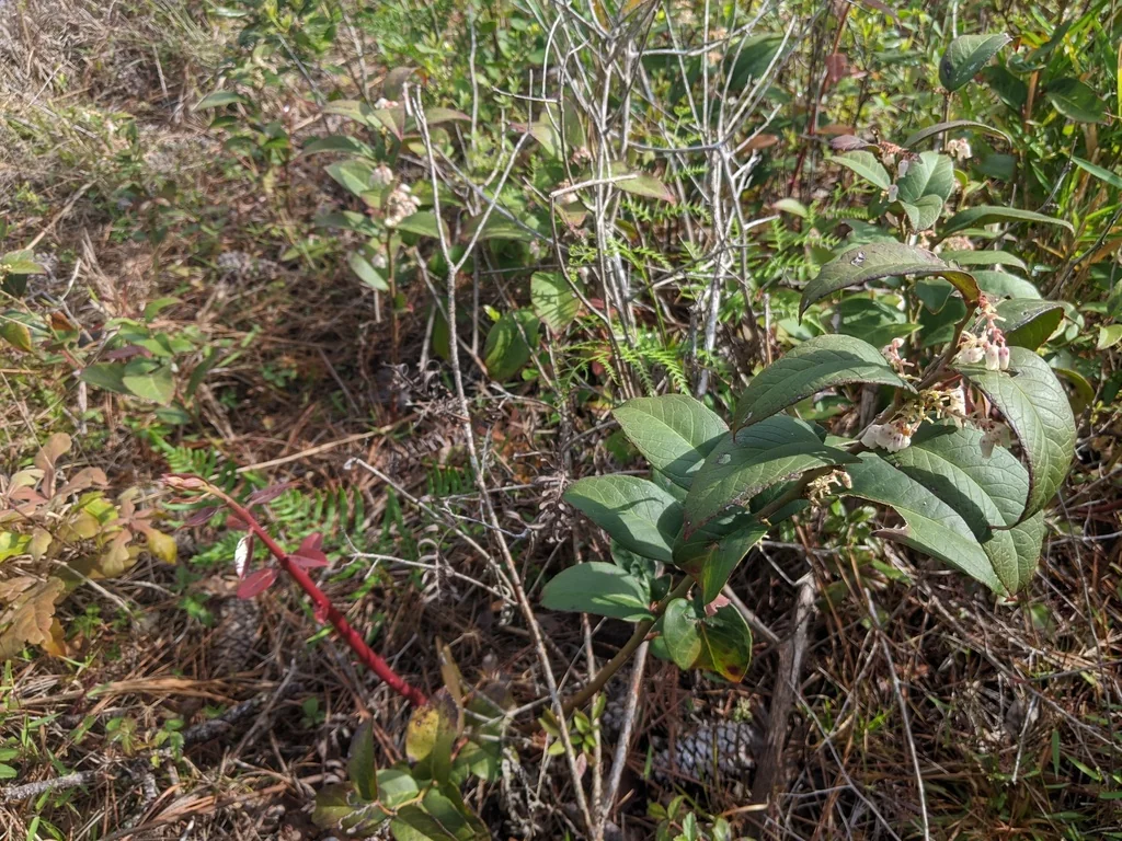 Leucothoe axillaris