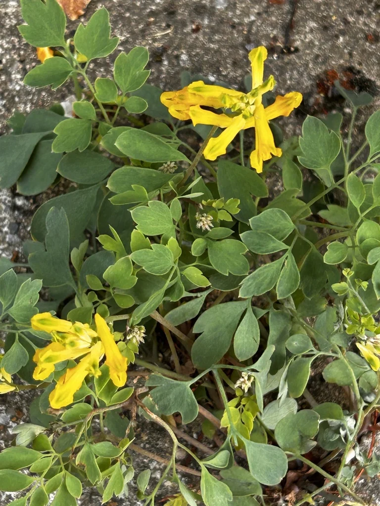 Corydalis Lutea