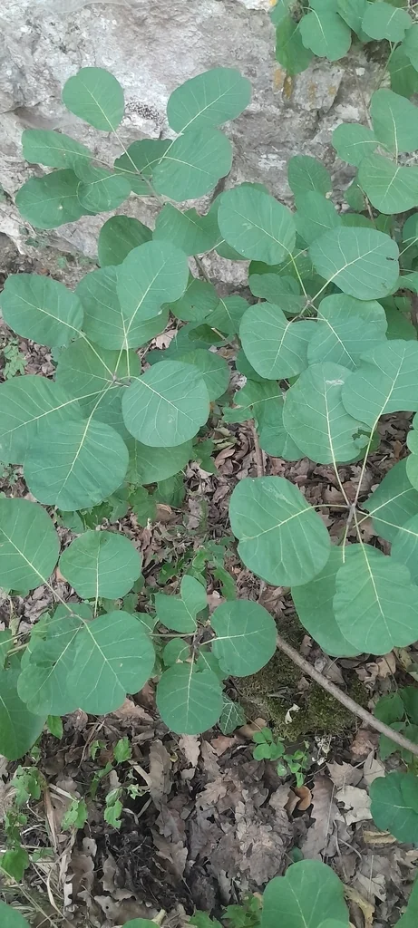 Cotinus coggygria