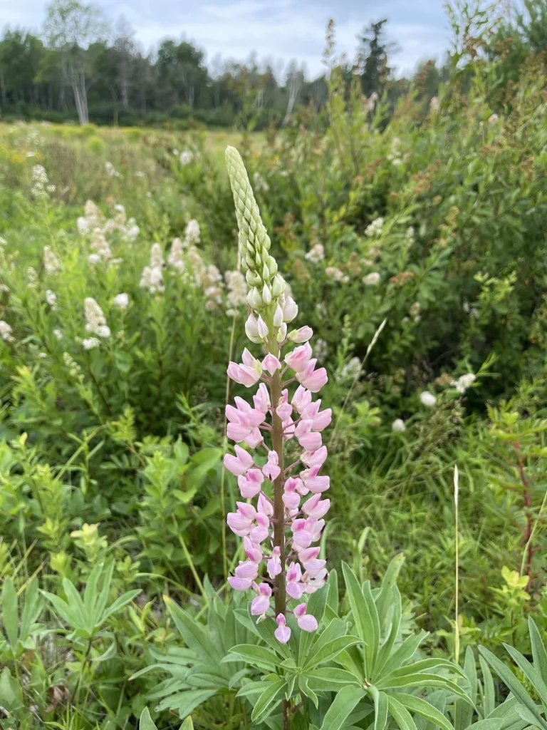 Lupinus Polyphyllus