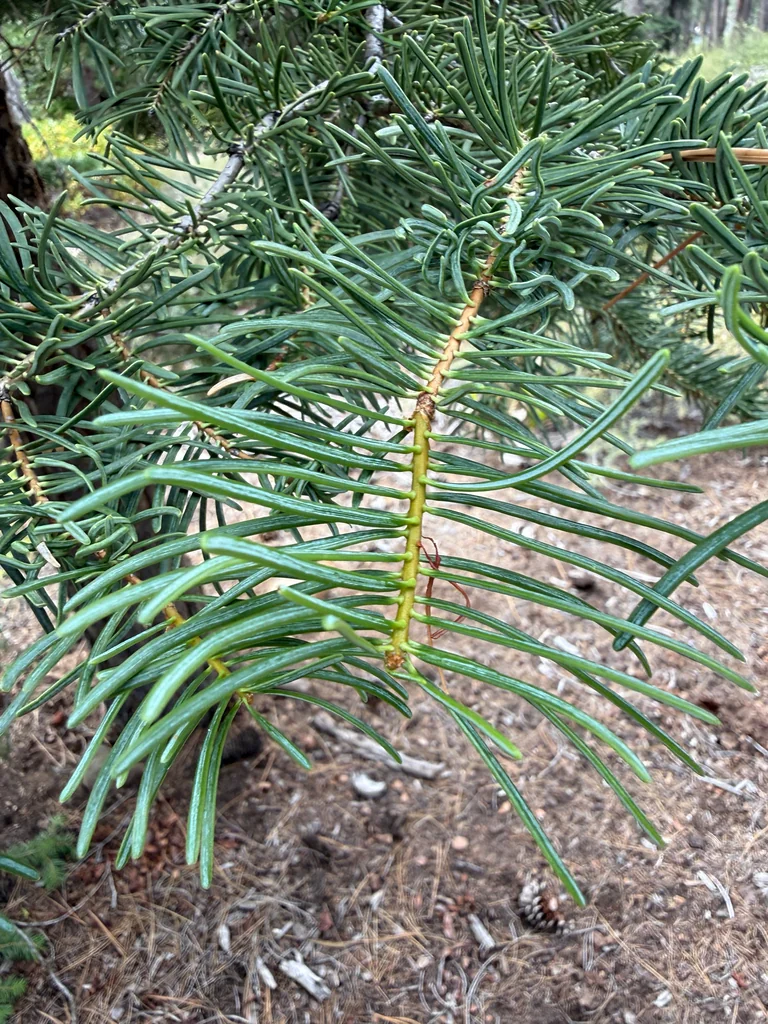Abies Concolor