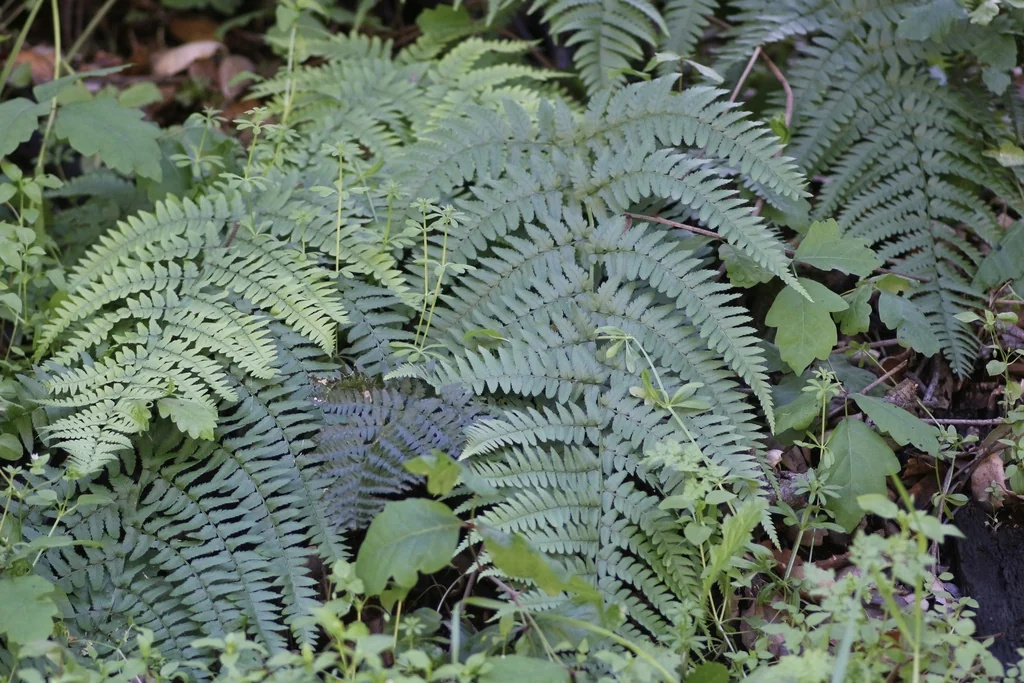 Dryopteris arguta