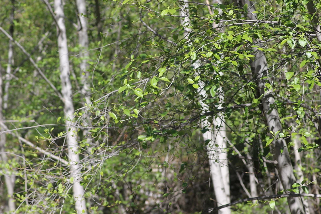 Alnus Rhombifolia
