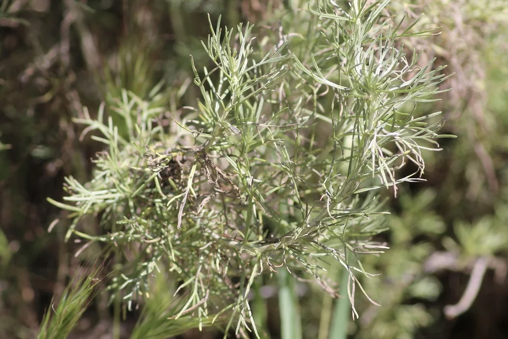 Artemisia Californica