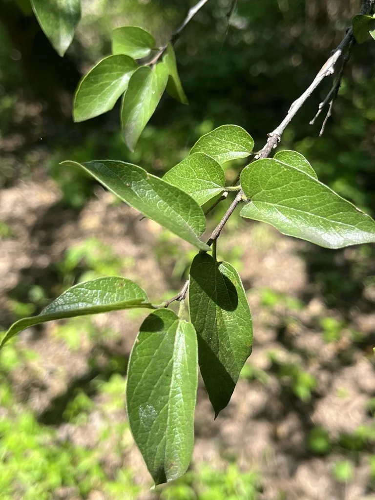 Celtis Reticulata